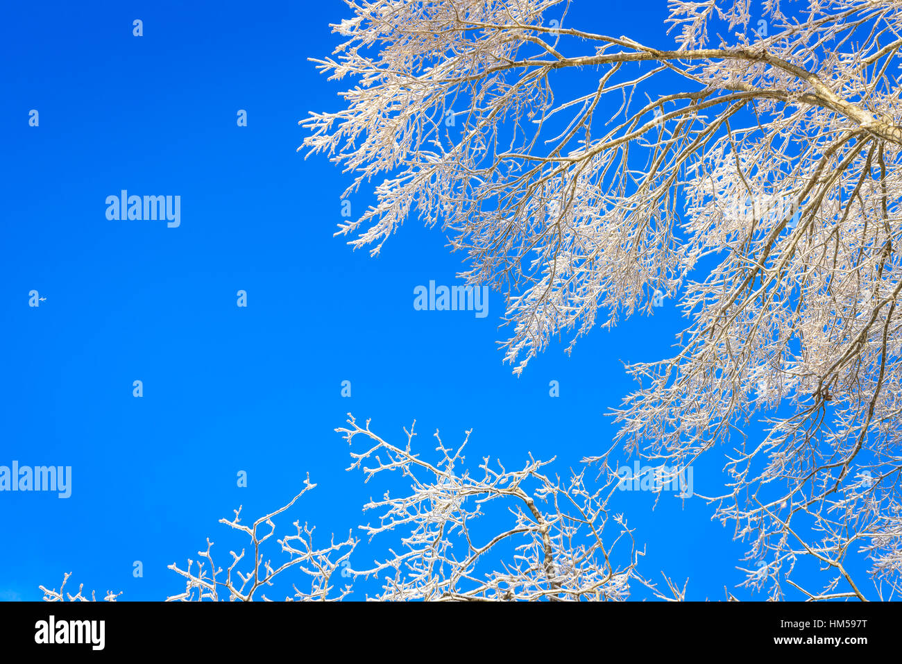 Frozen trees in winter with blue sky Stock Photo - Alamy