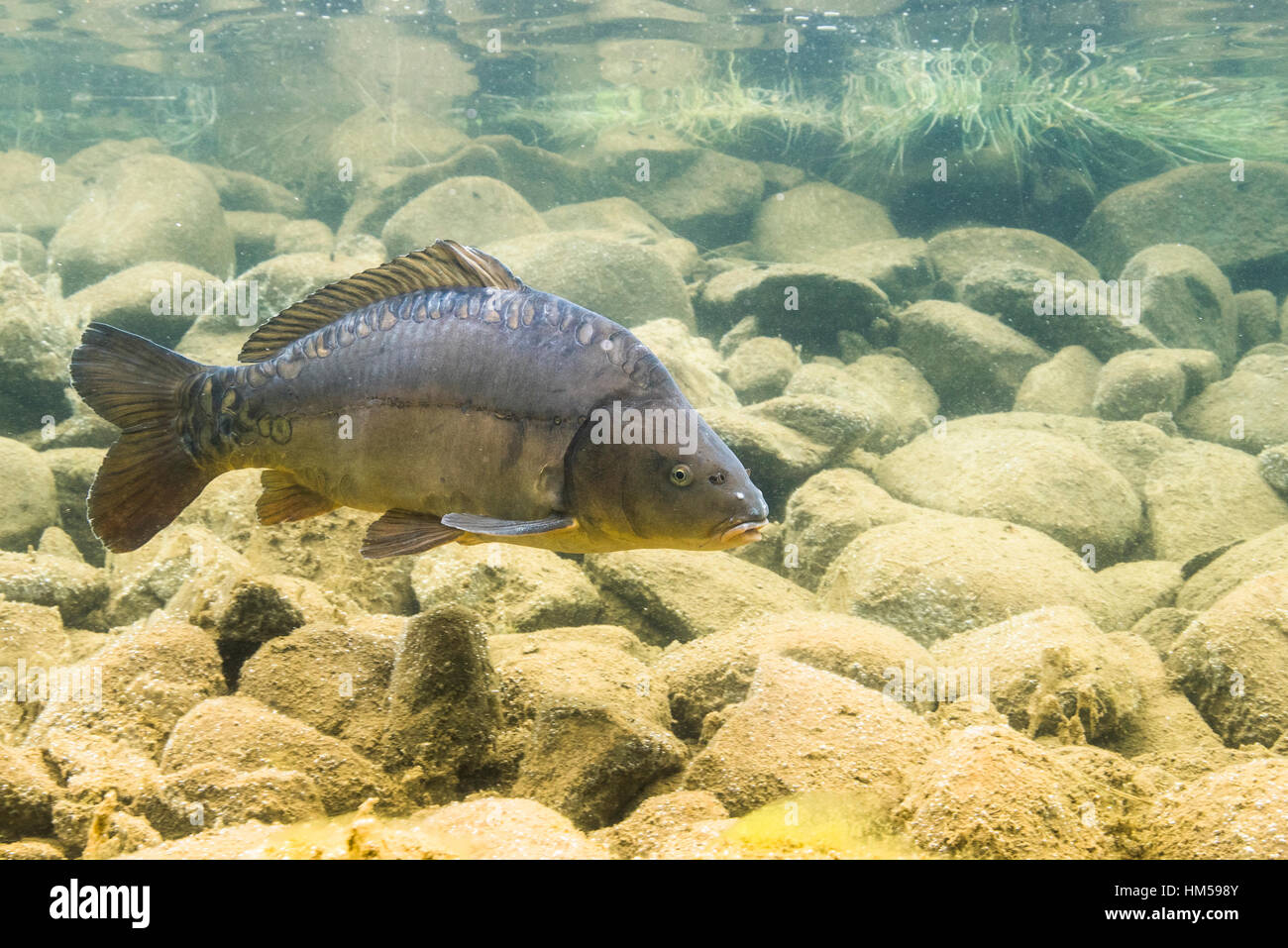 Mirror carp (Cyprinus carpio) in shallow water above stones, mountain lake, Styria, Austria Stock Photo
