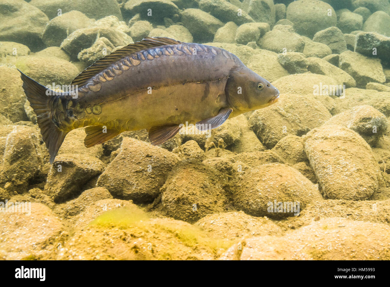 Mirror carp (Cyprinus carpio) in shallow water above stones, mountain lake, Styria, Austria Stock Photo
