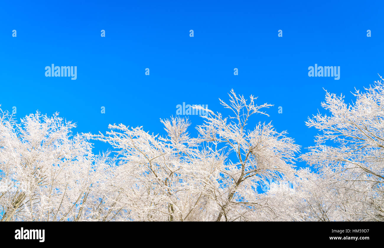Frozen trees in winter with blue sky Stock Photo - Alamy
