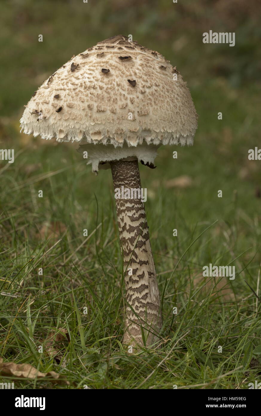 Parasol fungus, Macrolepiota procera in grassland in autumn; New Forest. Stock Photo