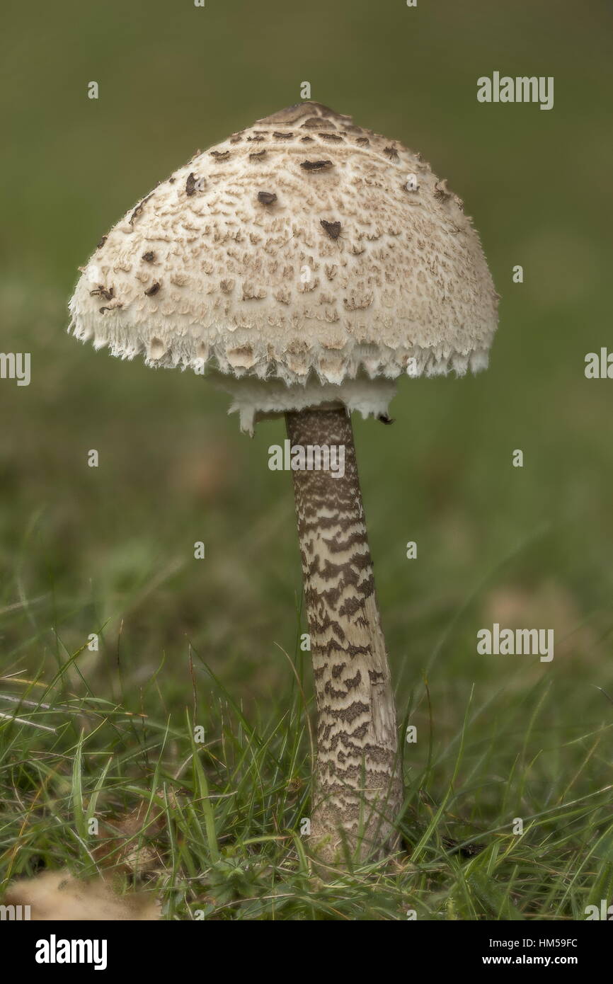 Parasol fungus, Macrolepiota procera in grassland in autumn; New Forest. Stock Photo