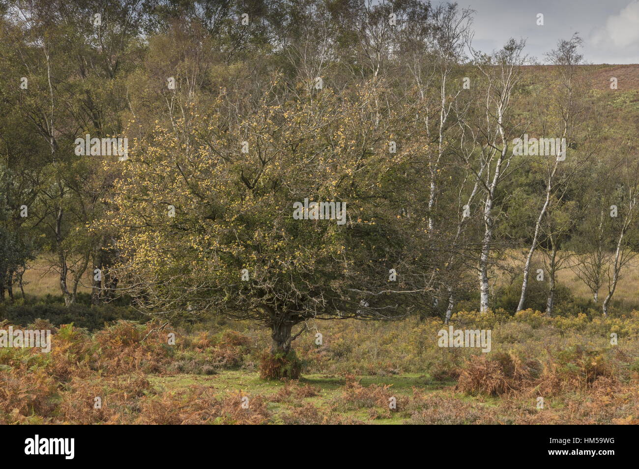 Crab Apple tree in fruit in grassy heathland, New Forest, Hants. Stock Photo