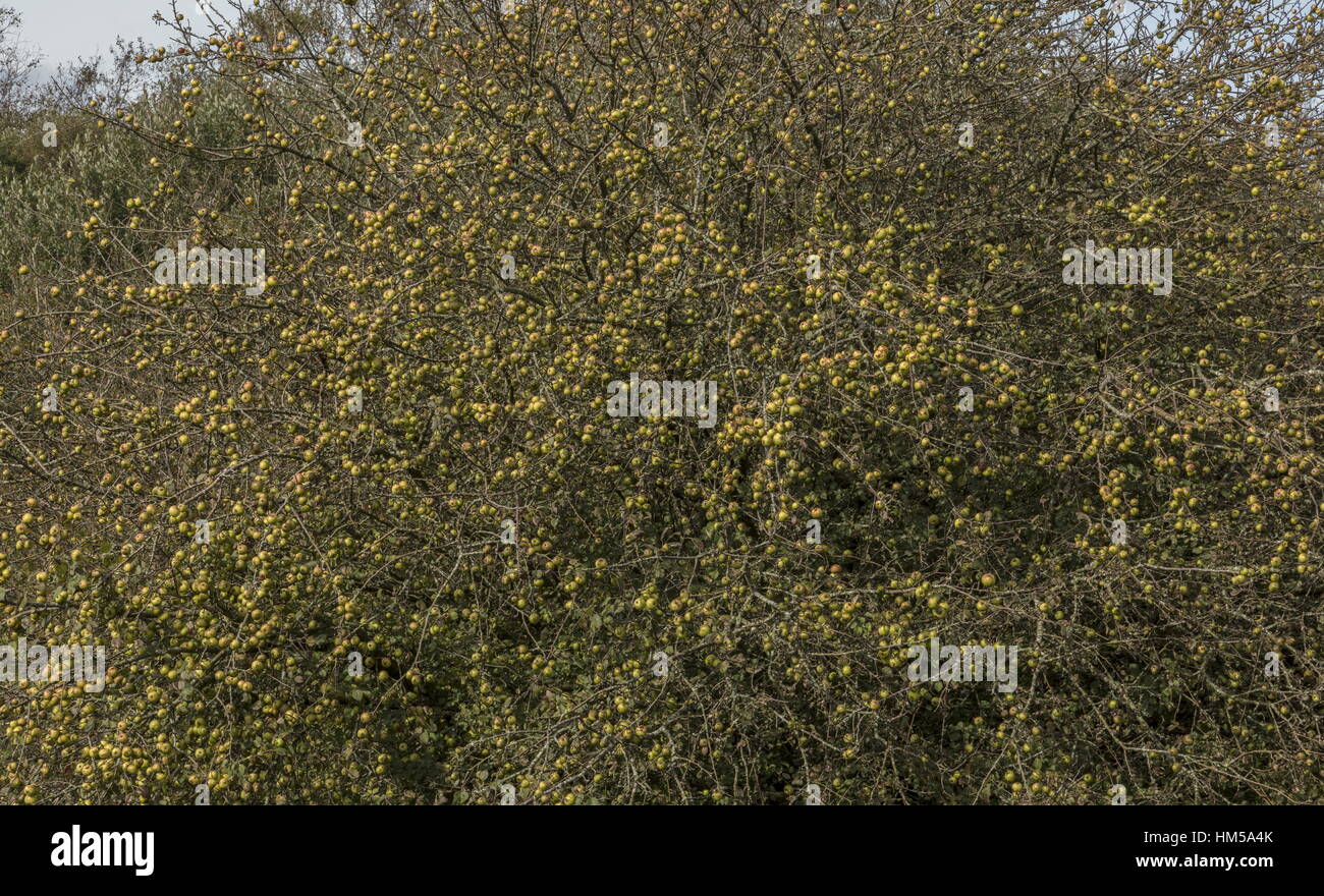 Crab Apple tree in fruit in grassy heathland, New Forest, Hants Stock