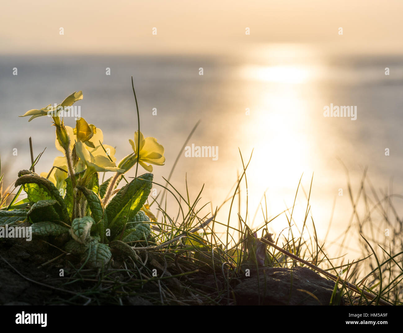 Yellow flowers and golden sunset at the coast of Scotland Stock Photo