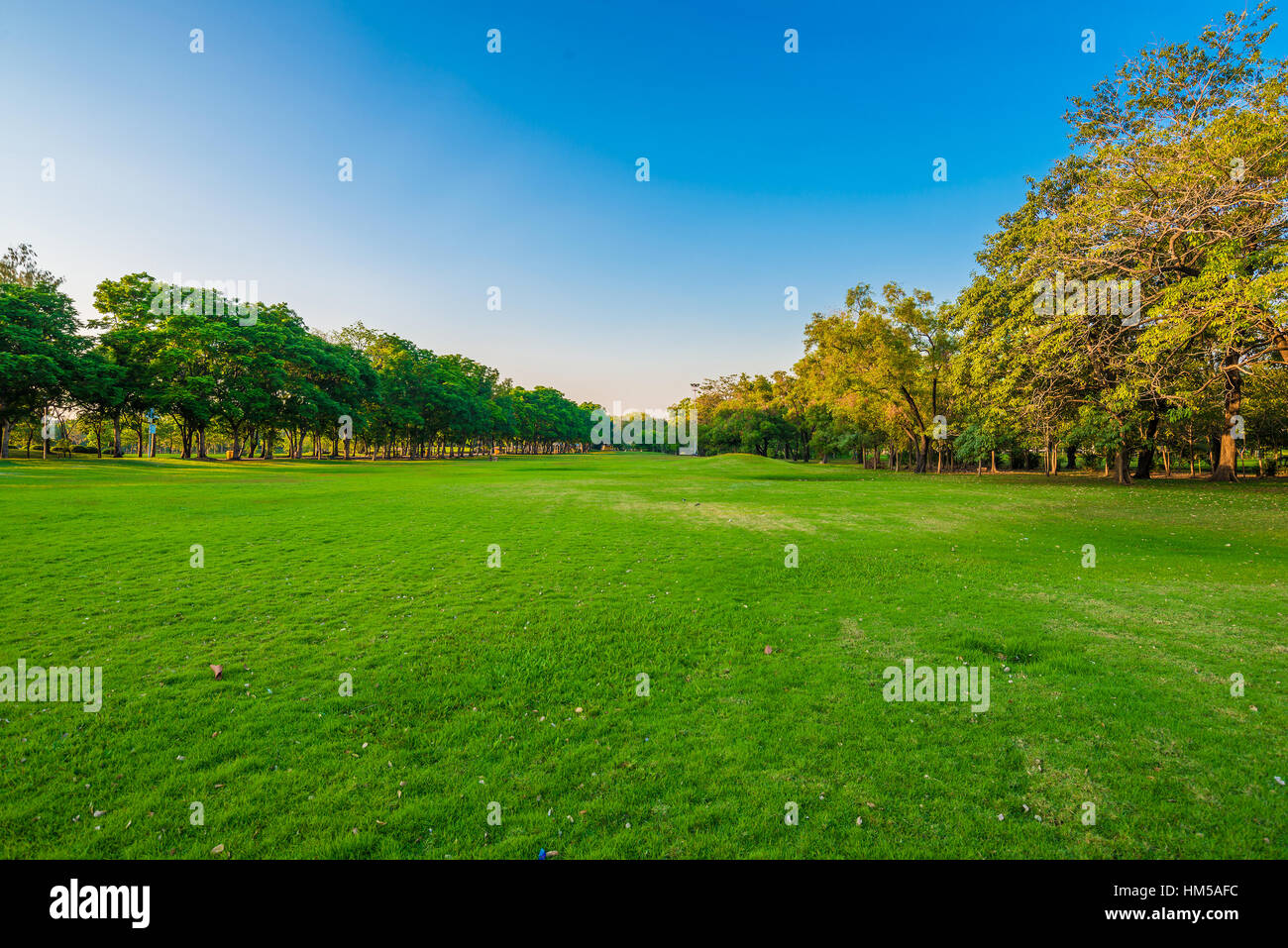 Summer park, trees and green grass Stock Photo - Alamy