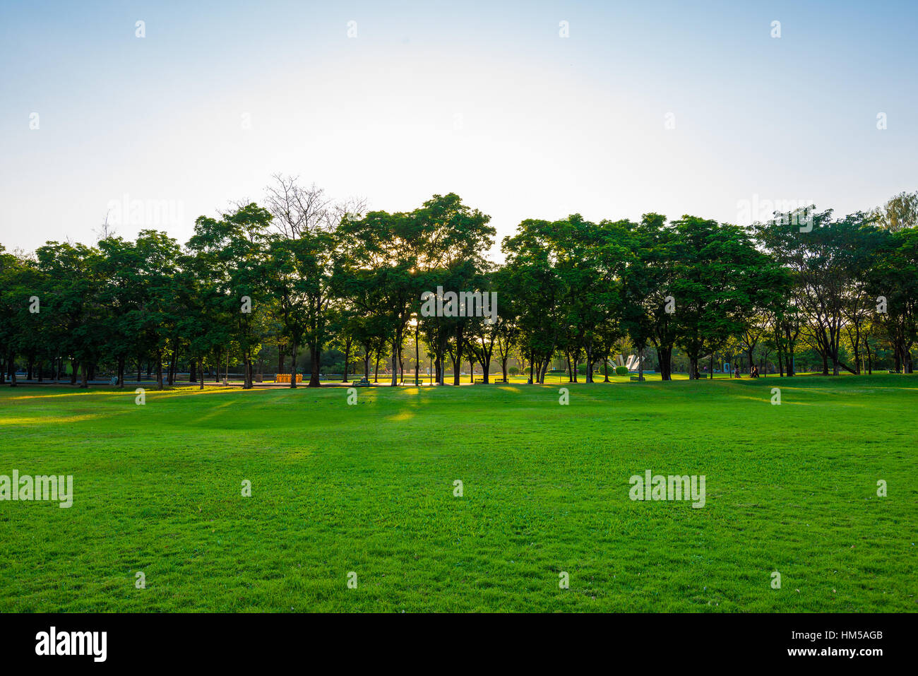 Summer park, trees and green grass Stock Photo - Alamy