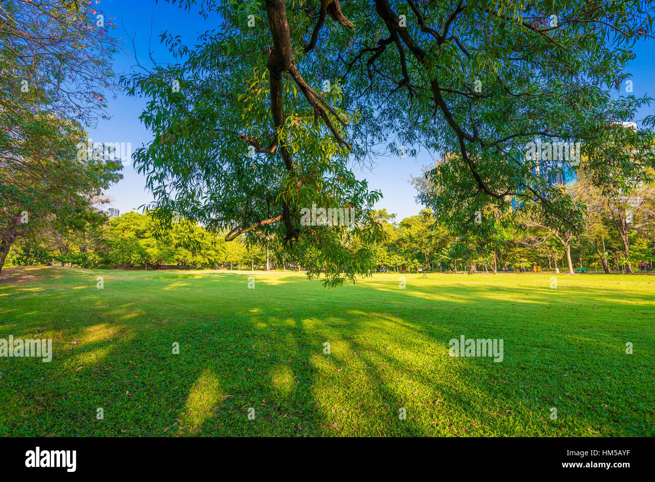 Summer park, trees and green grass Stock Photo - Alamy