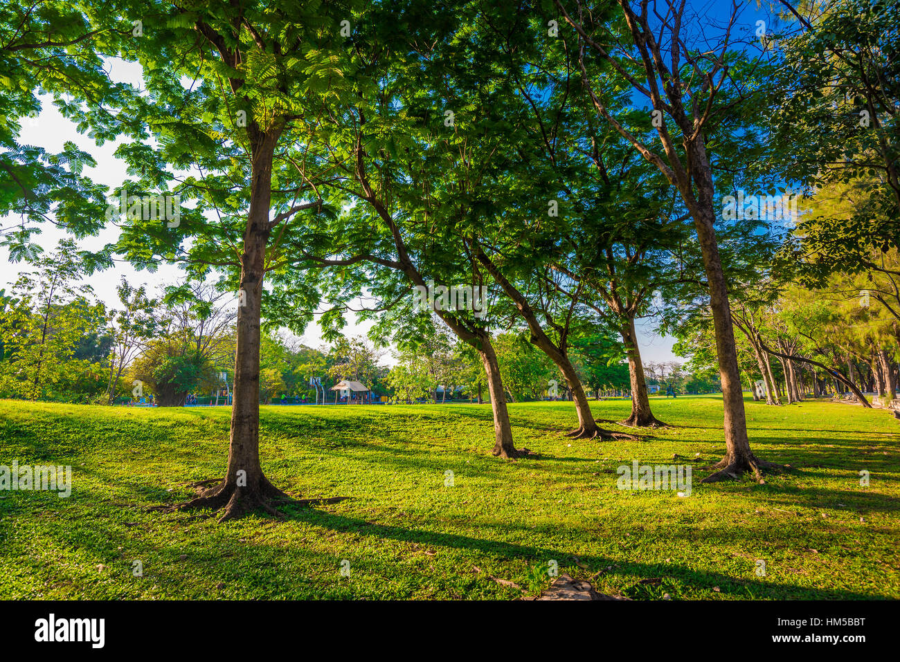 Summer park, trees and green grass Stock Photo - Alamy