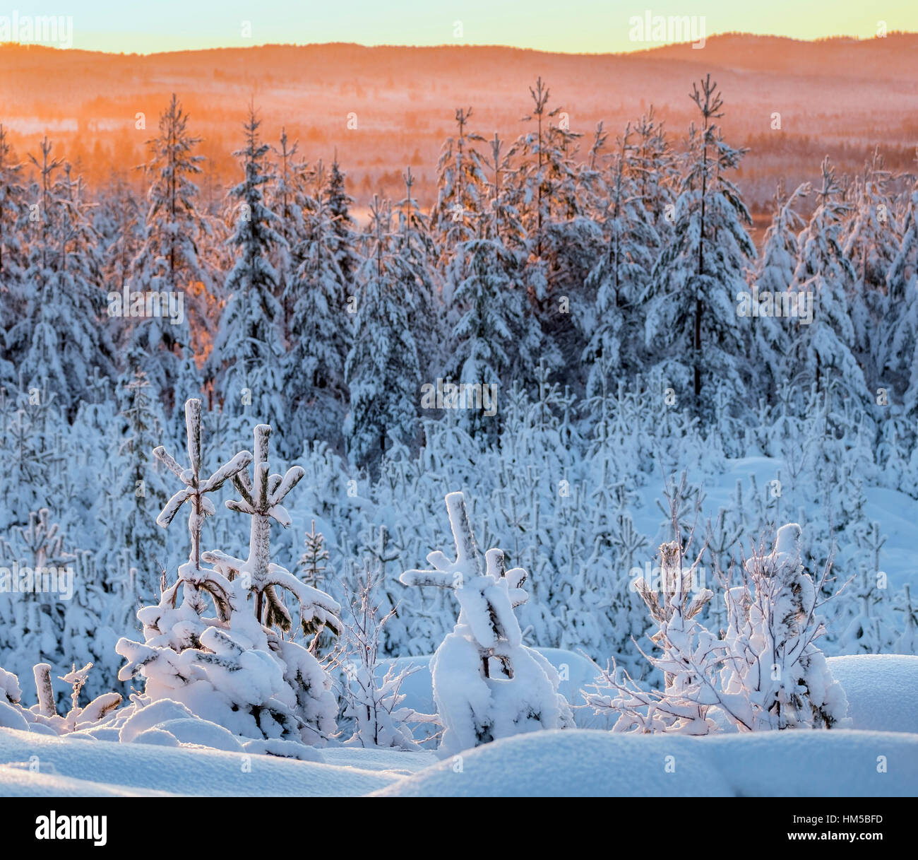 Forest at sunset, Sweden Stock Photo