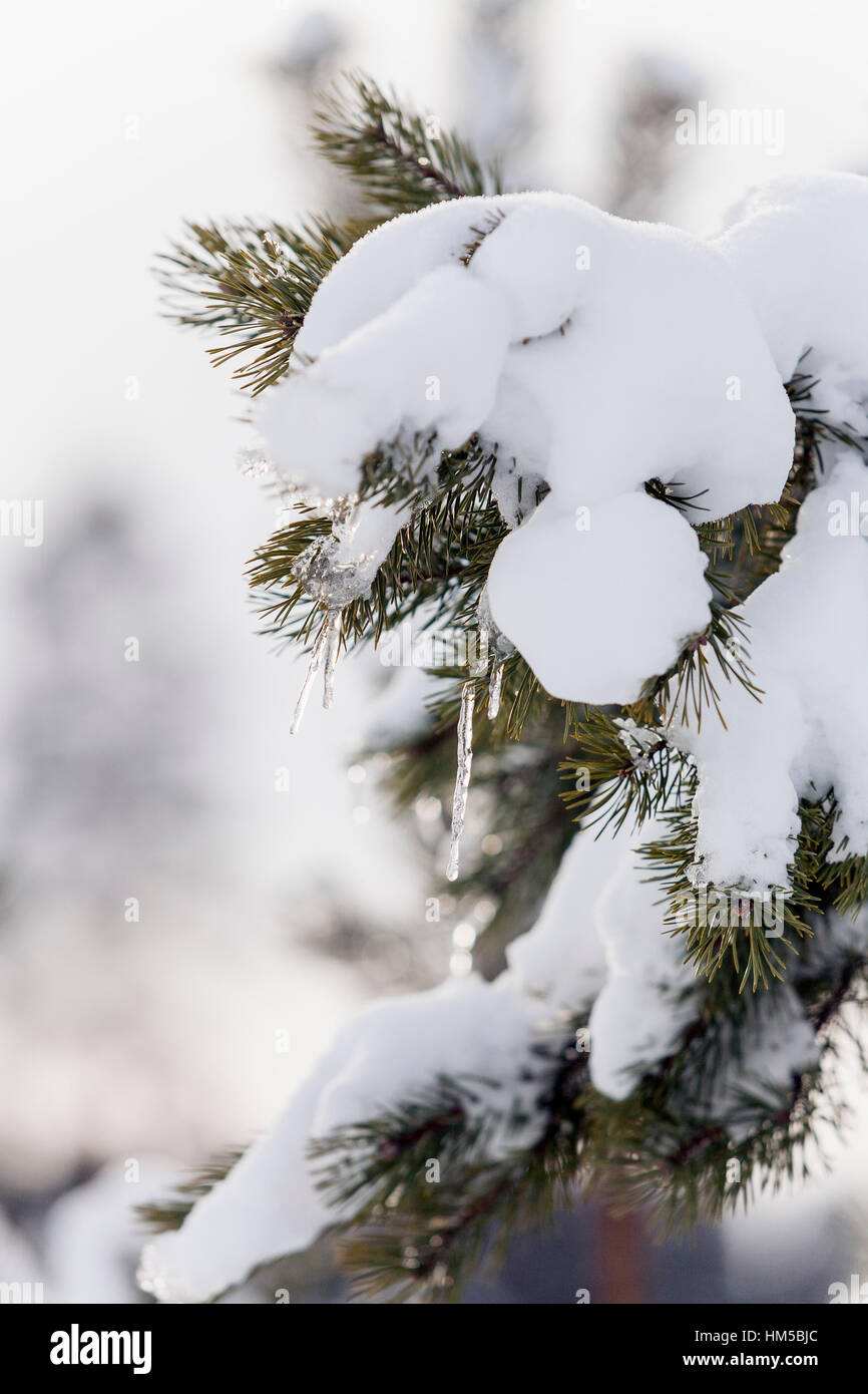 Snow on a pine branch Stock Photo - Alamy