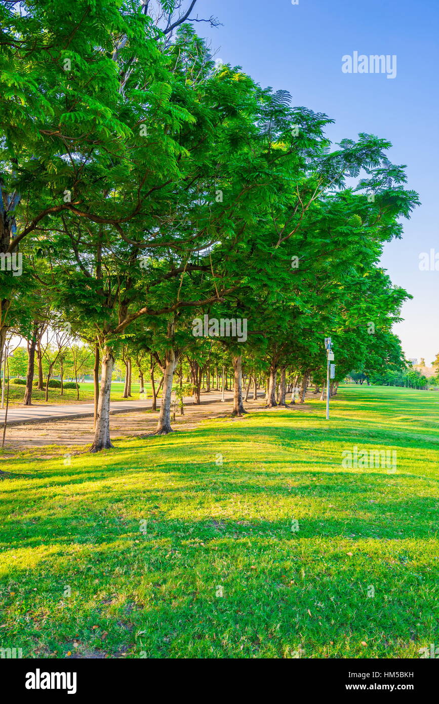 Summer park, trees and green grass Stock Photo - Alamy