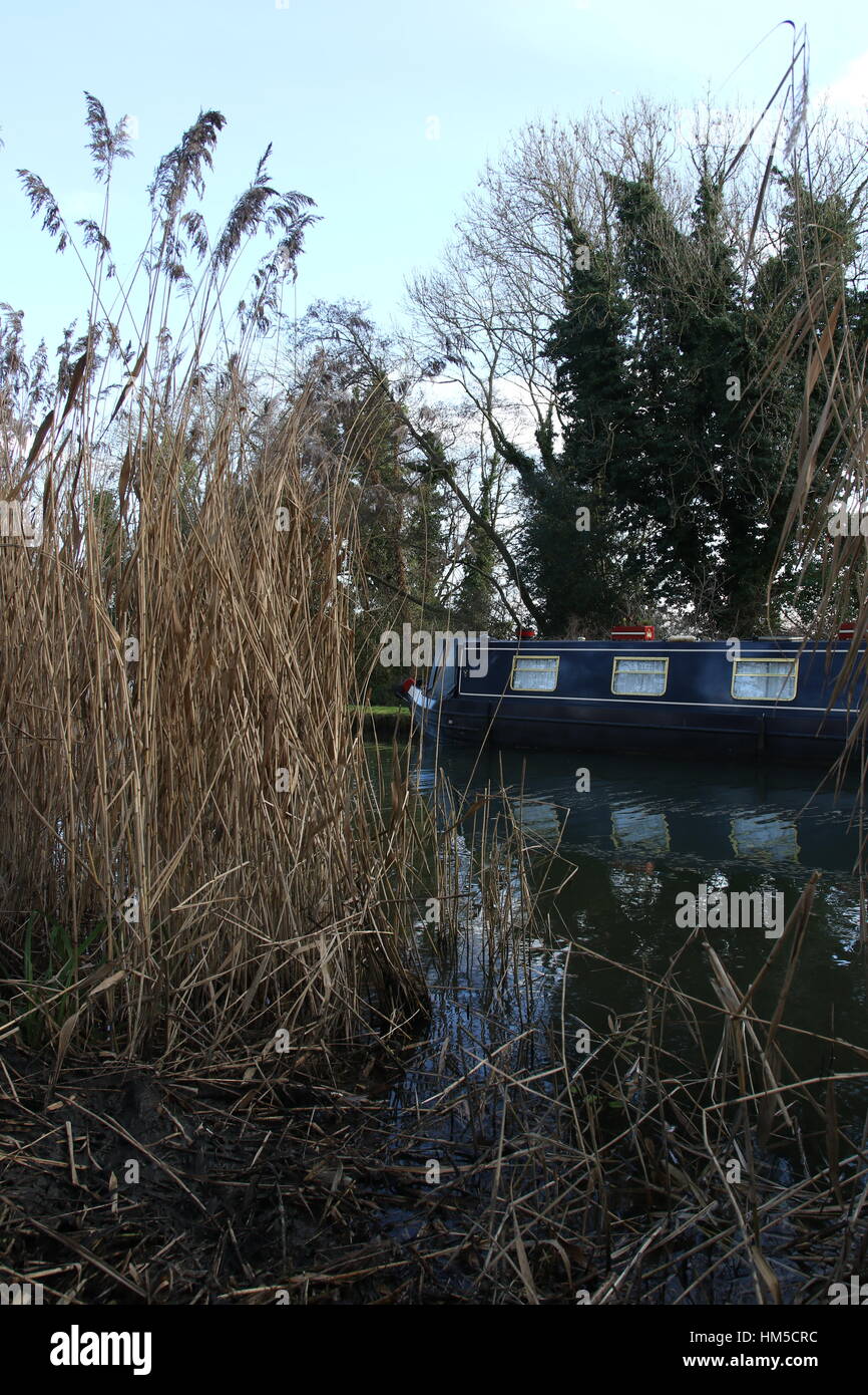 A moored houseboat/barge on a canal seen through a gap in tall rushes ...