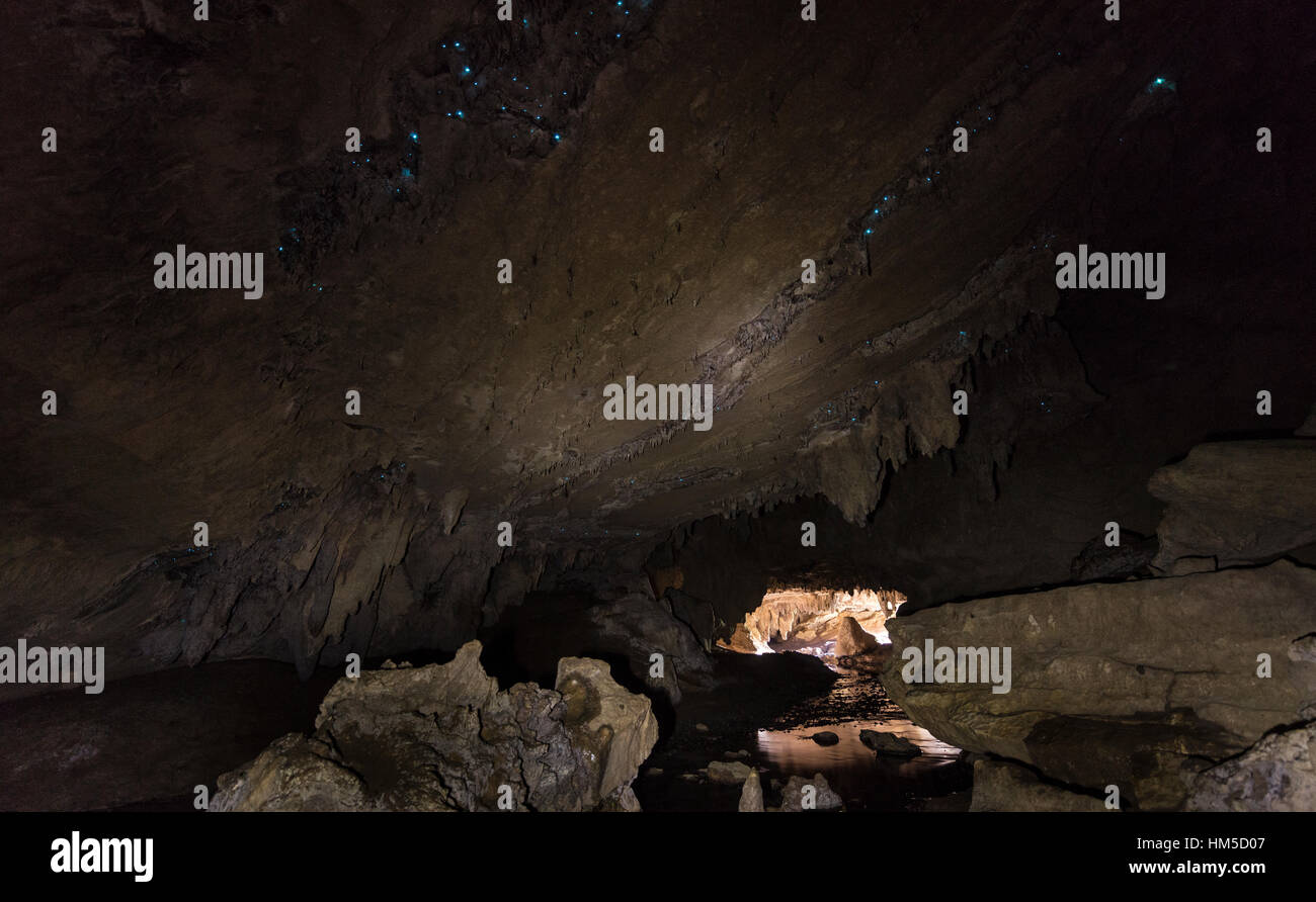 Stalactite cave with firefly colony (Arachnocampa luminosa), Waipu Caves, Waipu, Northland, North Island, New Zealand Stock Photo