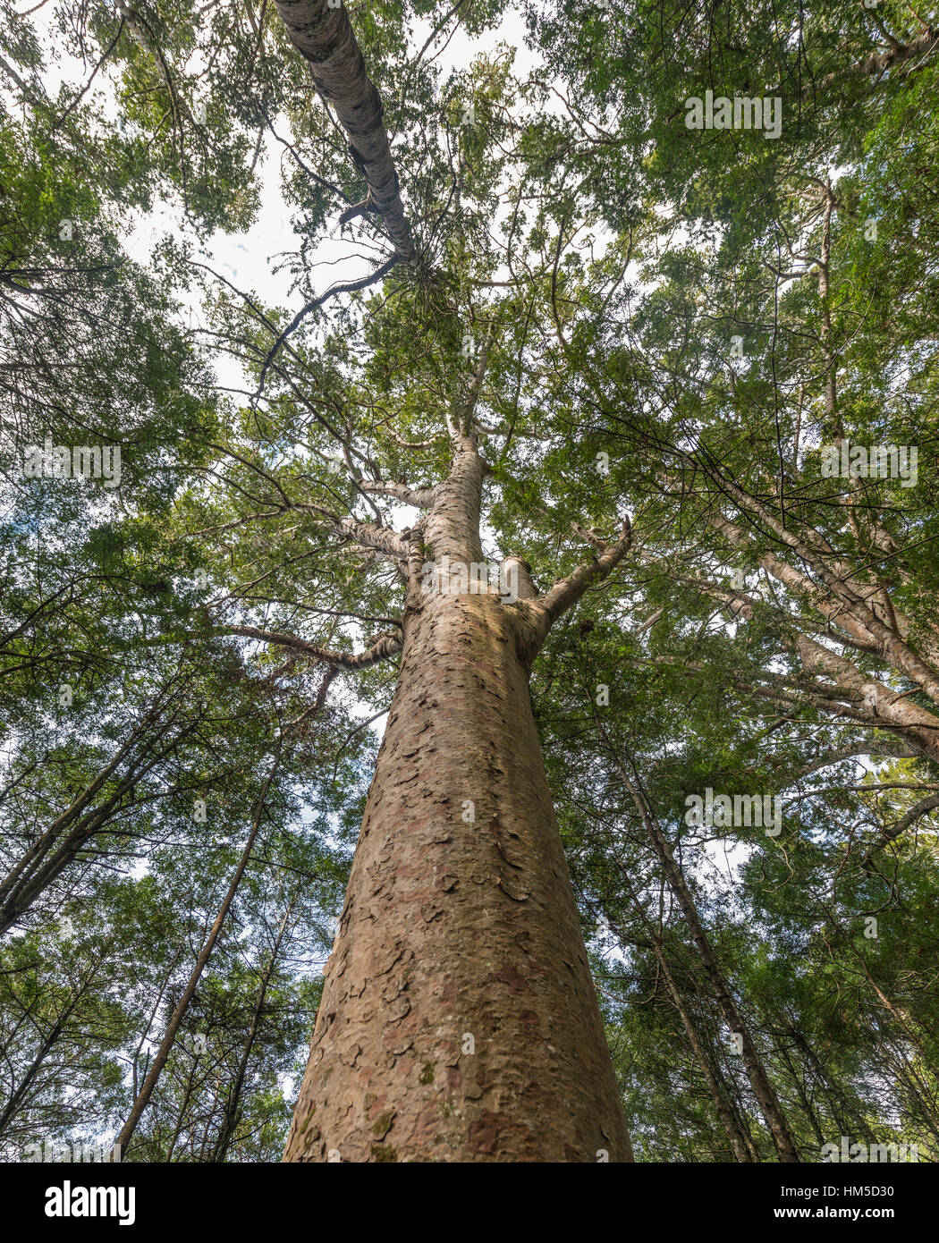 Kauri tree (Agathis australis) in forest, Northland, North Island, New Zealand Stock Photo