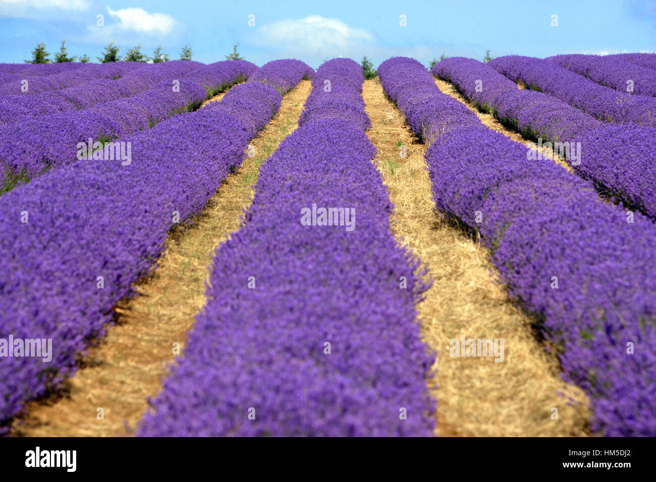 Lavender fields at Snowshill, near Broadway, in the English Cotswolds. Stock Photo