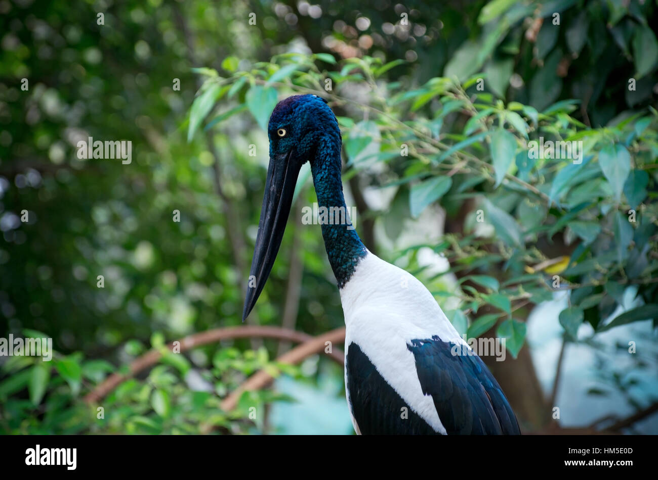 side view or profile of black-necked stork or ephippiorhynchus asiaticus australis bird against lush forest habitat Stock Photo
