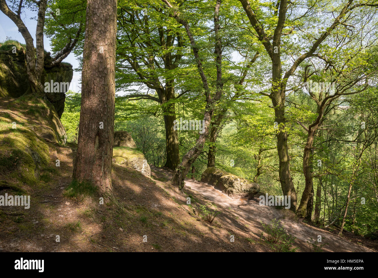 Early summer sunlight in woodland at Alderley edge, Cheshire, England