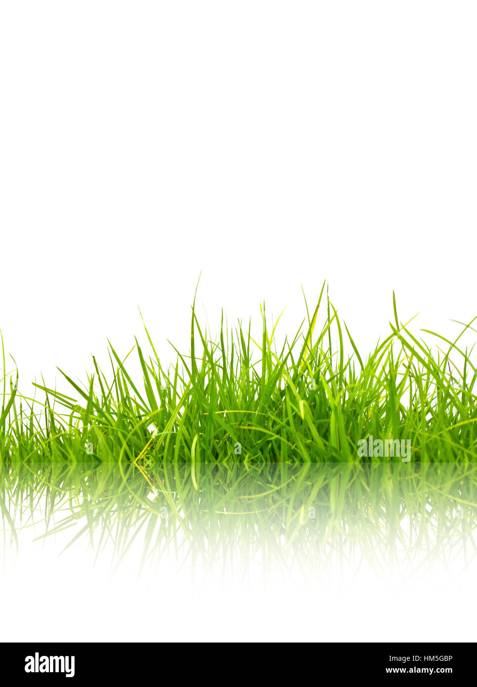 Green grass with reflection isolated on white background Stock Photo ...