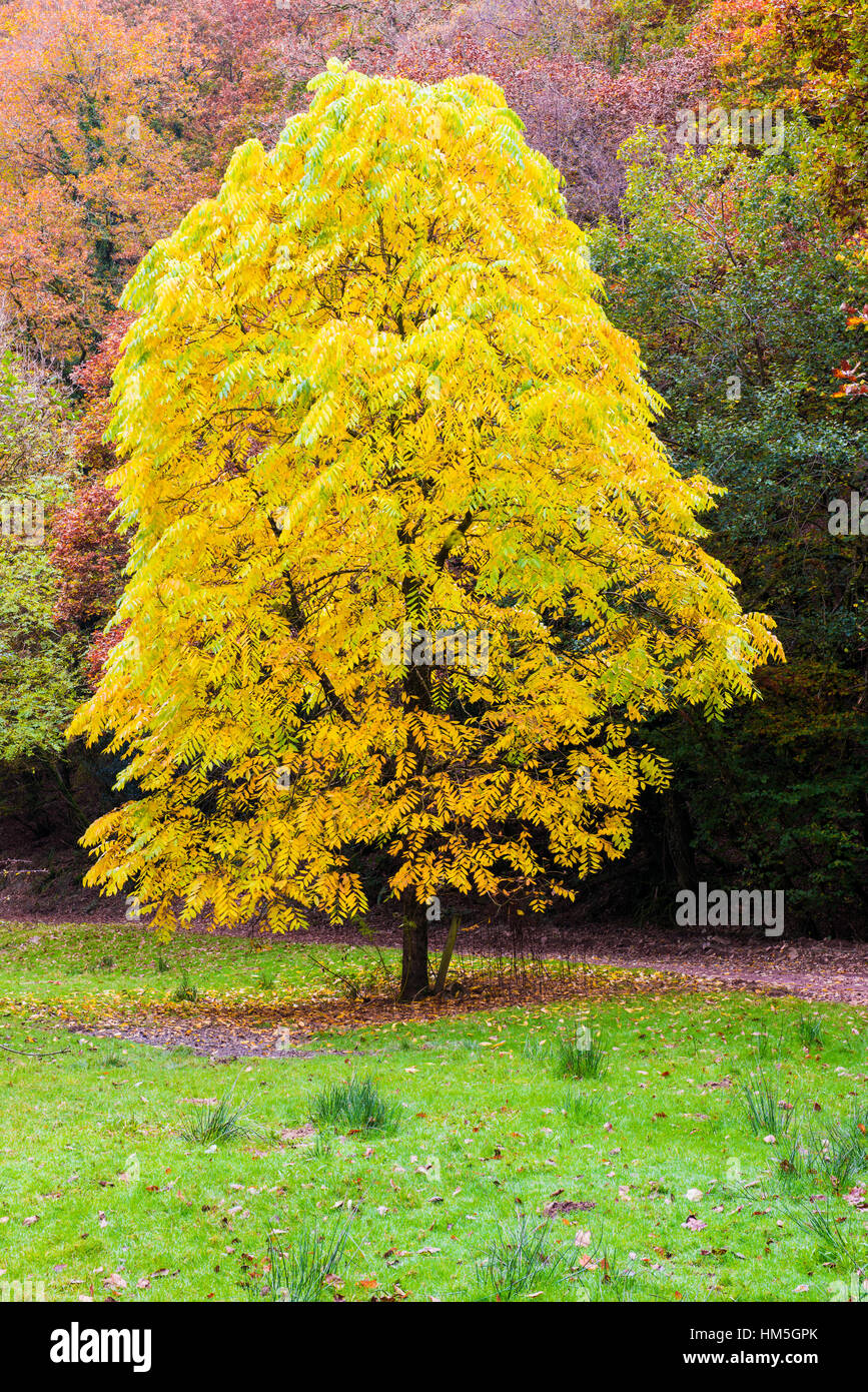 Black Walnut tree displaying its autumn colour in Exmoor National Park near Dulverton, Somerset, England. Stock Photo