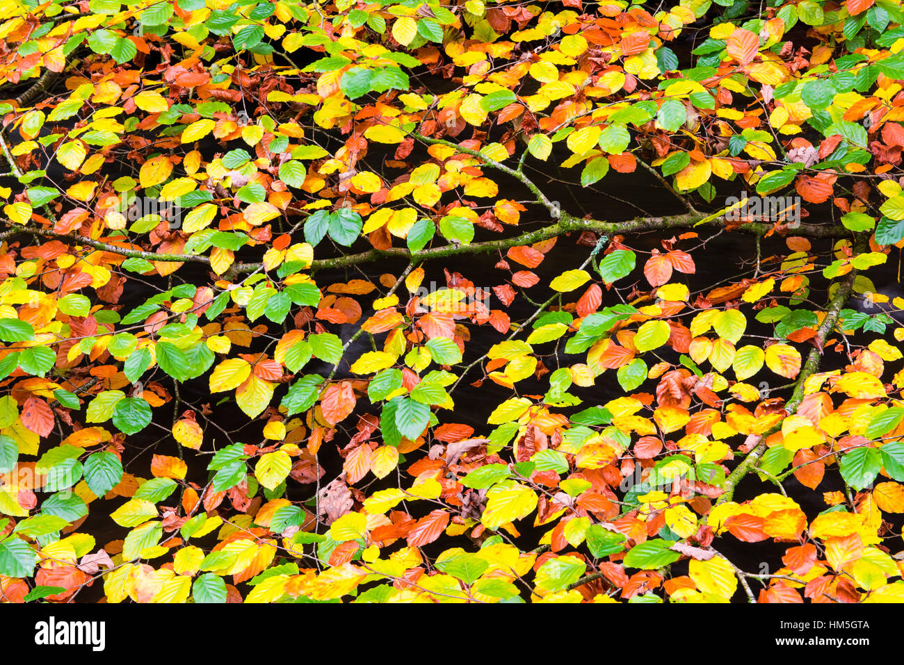 Detail of Beech Tree leaves displaying their range of autumn colours. Stock Photo