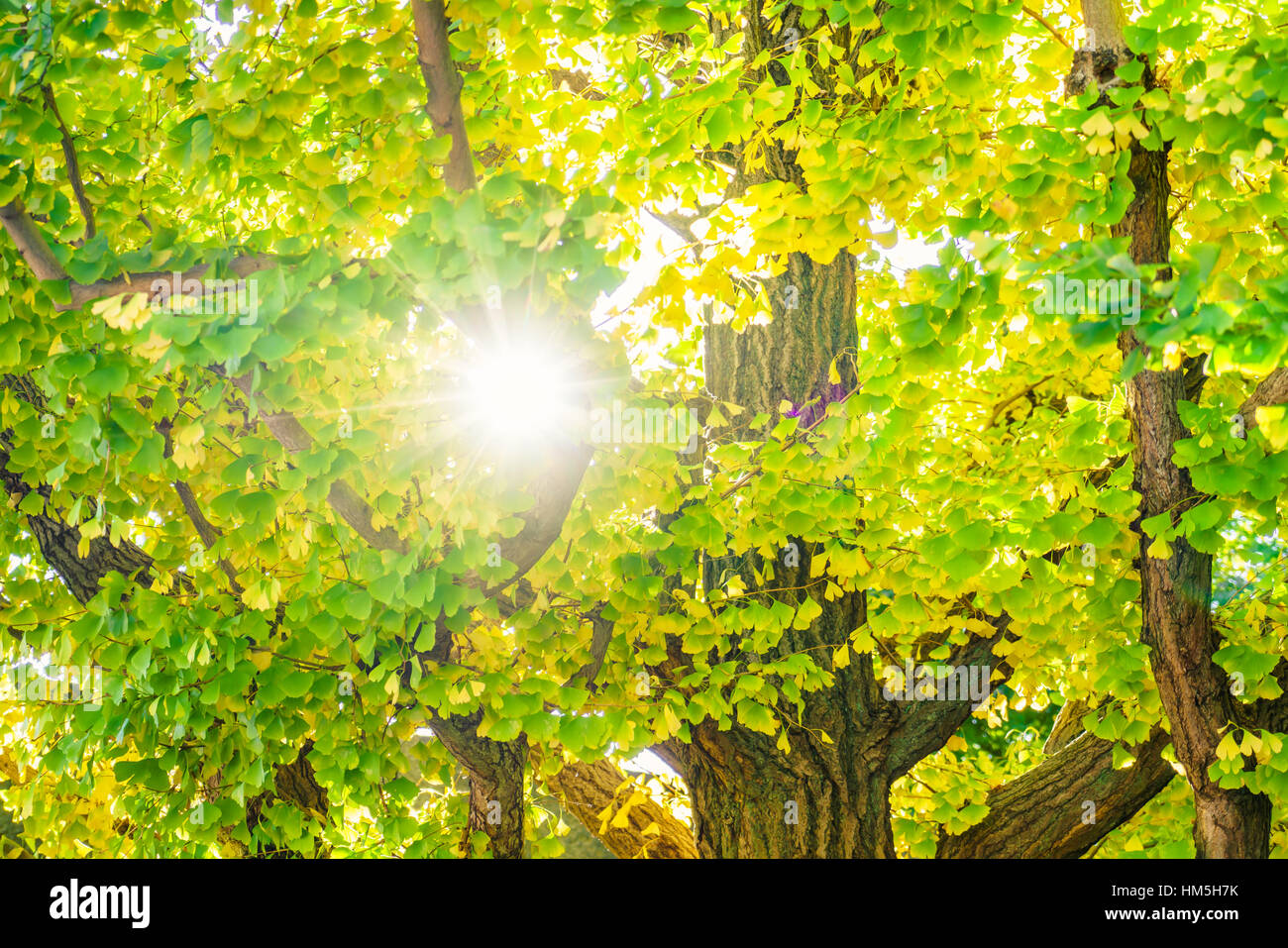 Beautiful Colorful Autumn Leaves Stock Photo - Alamy