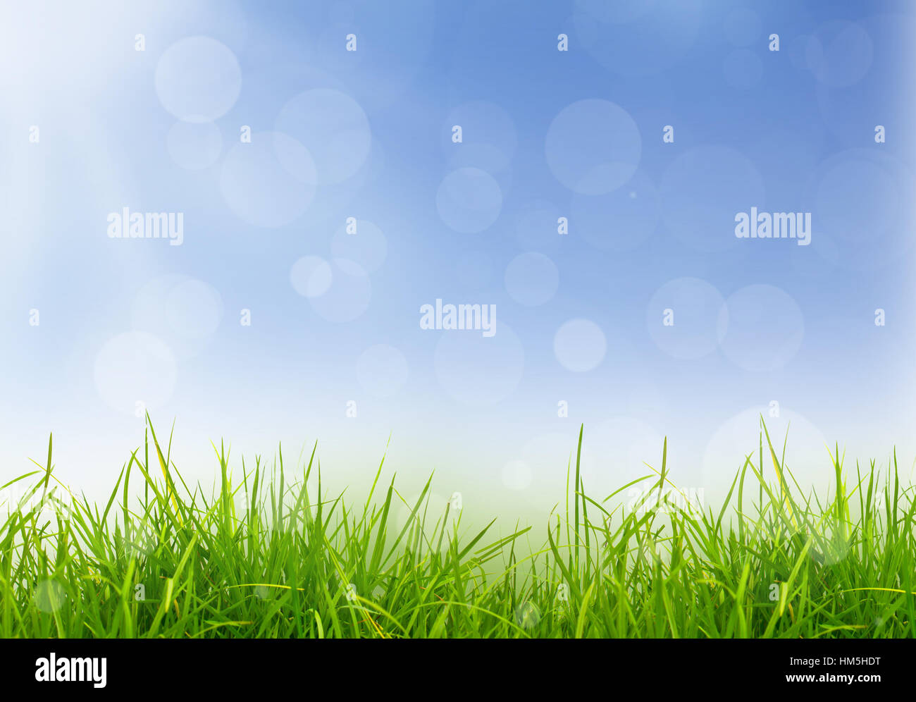 Fresh spring green grass and blue sky Stock Photo - Alamy