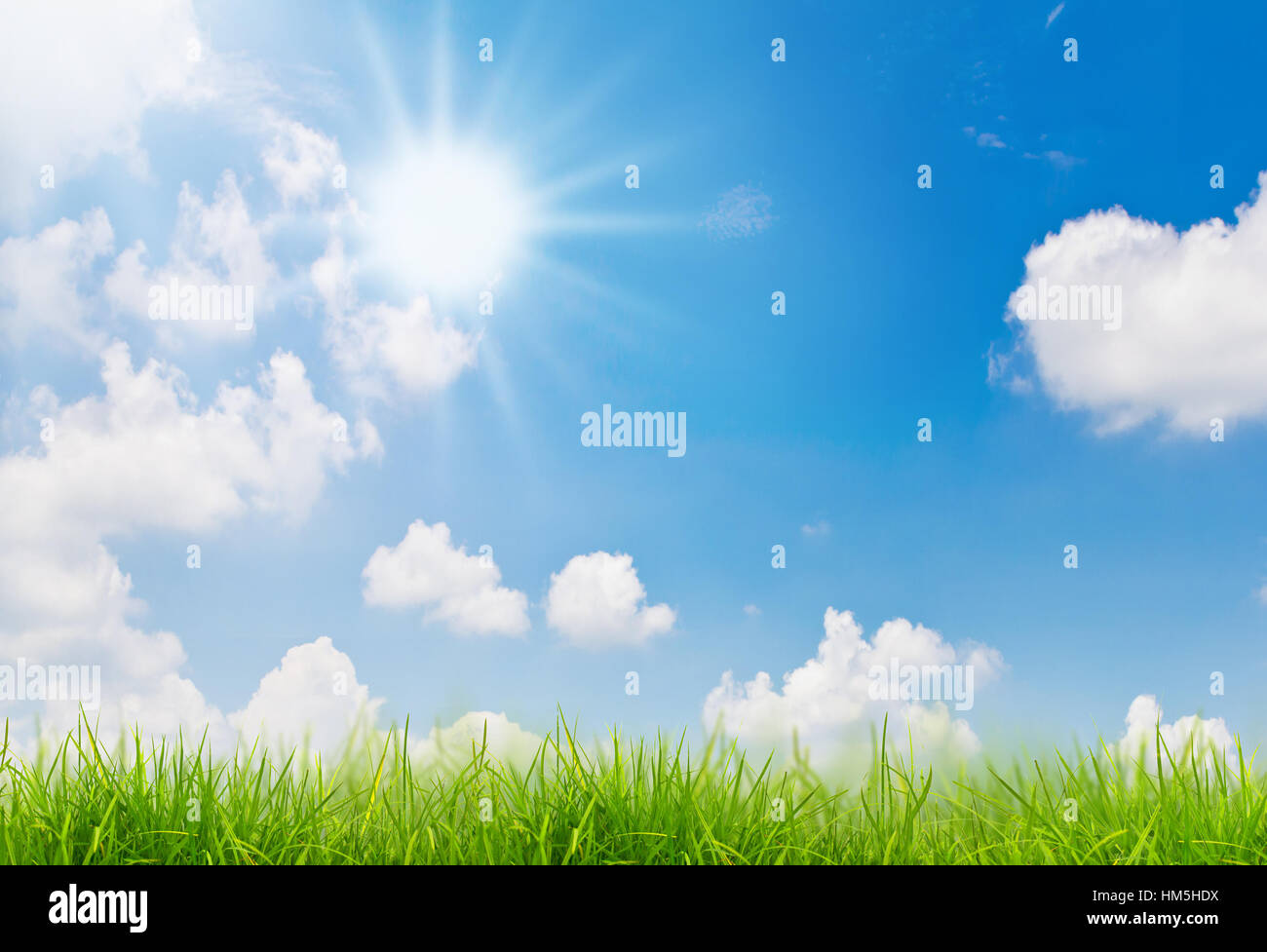 Fresh spring green grass and blue sky Stock Photo - Alamy