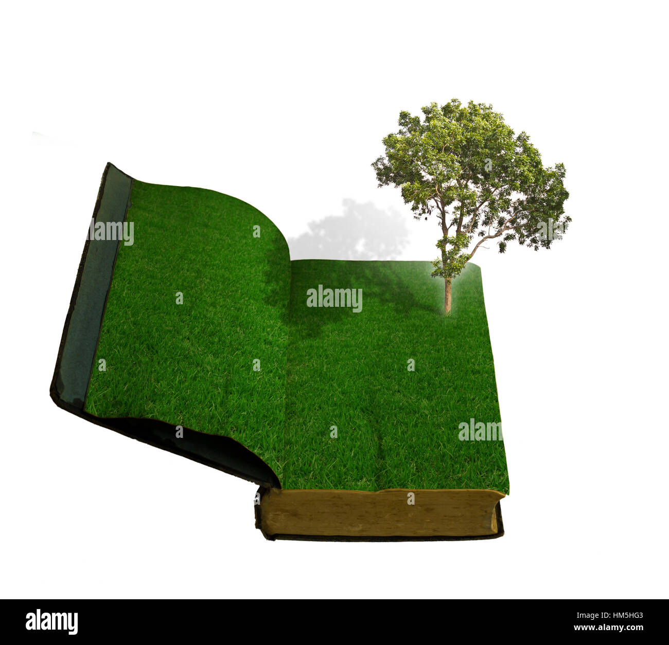 Tree growing from a book Stock Photo Alamy