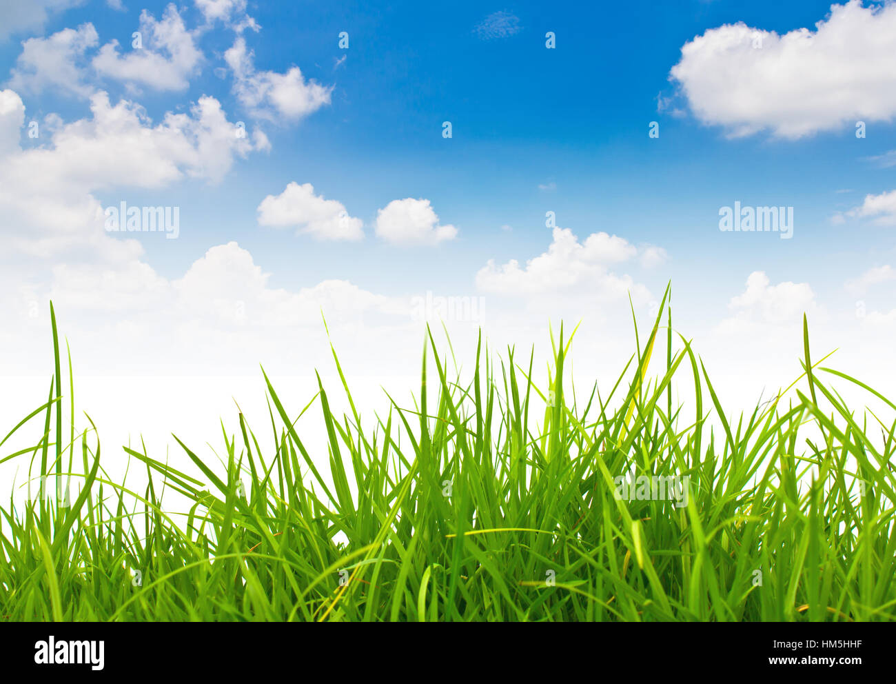 Fresh spring green grass and blue sky Stock Photo - Alamy