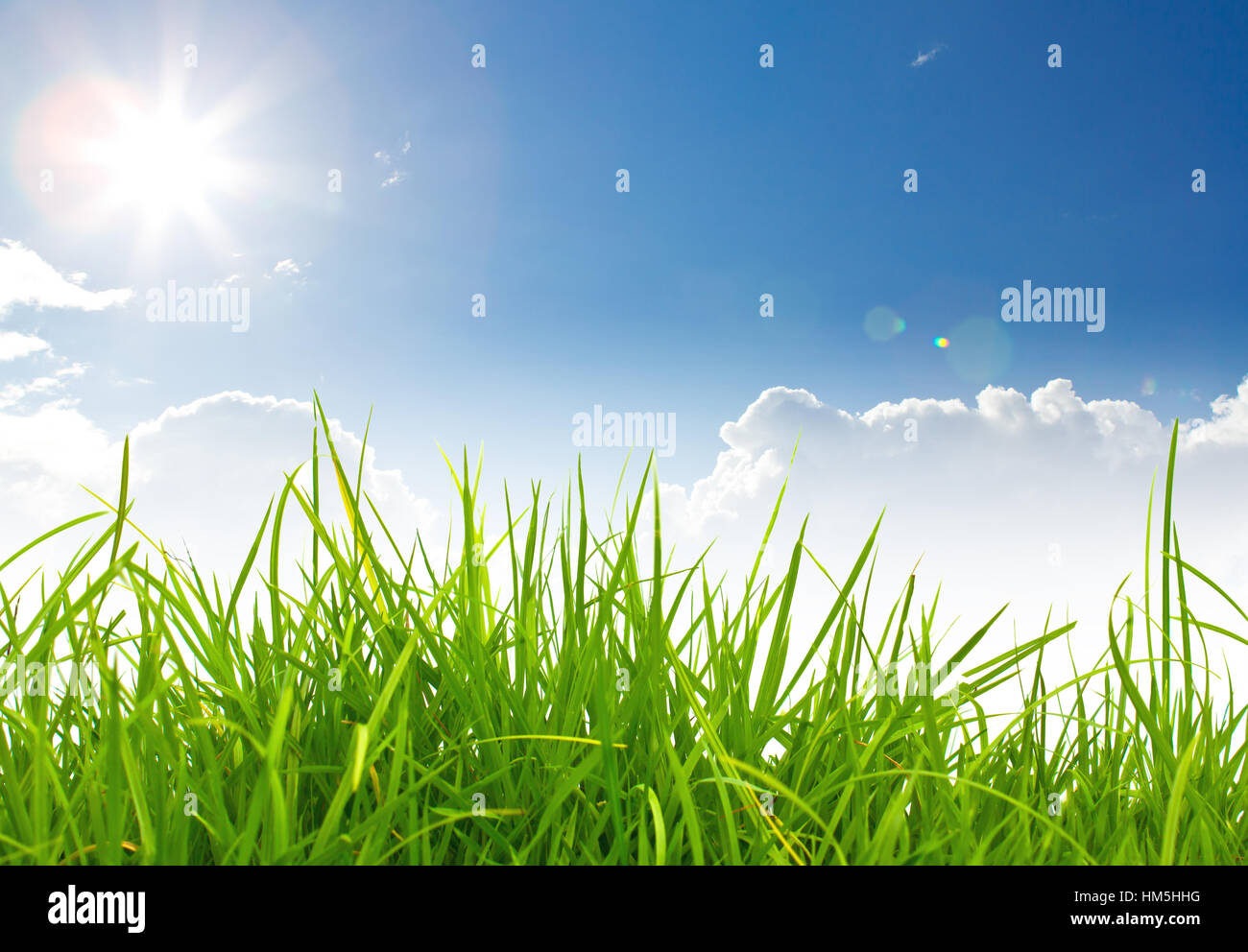 Fresh spring green grass and blue sky Stock Photo - Alamy