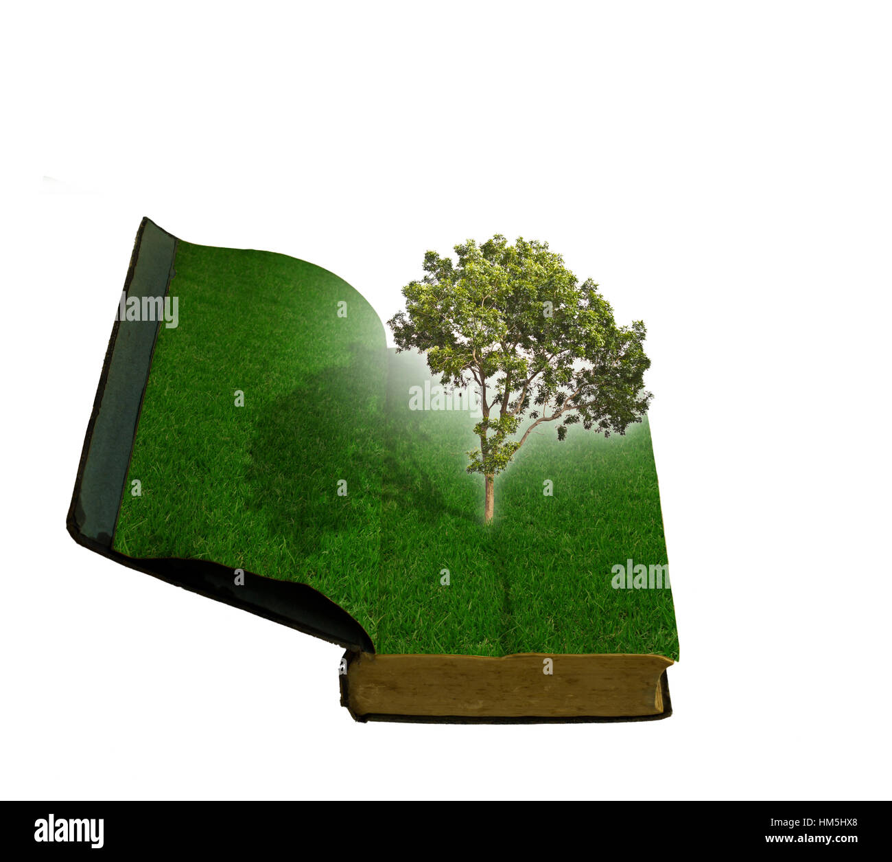 Tree growing from a book Stock Photo Alamy