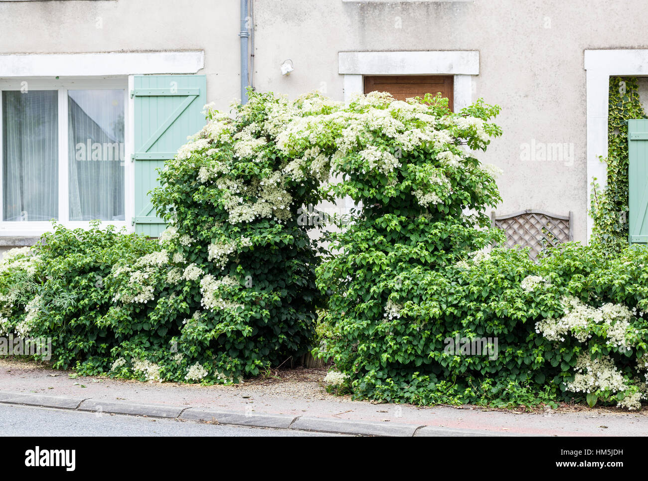 Climbing Hydrangea Stock Photos Climbing Hydrangea Stock Images