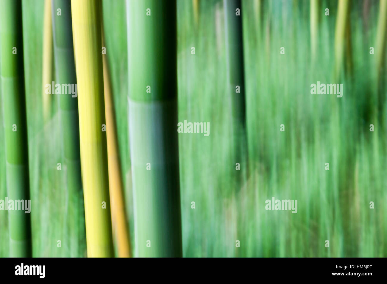 Abstract image of bamboo culms Stock Photo
