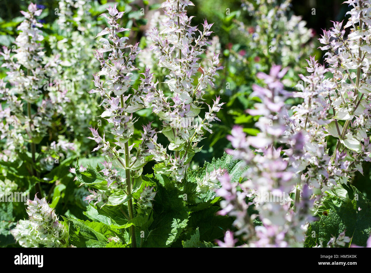 Salvia sclarea - clary sage Stock Photo