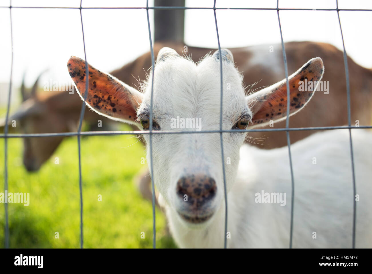 Close-up portrait of white goat kid by fence Stock Photo