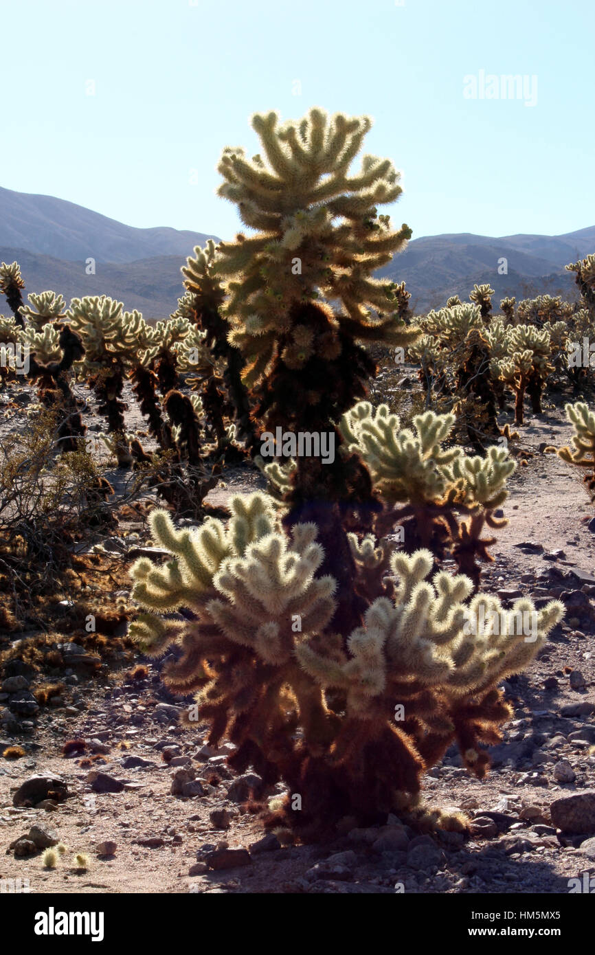 Calla Cactus Cluster of Cholla Cacti at Cholla Cactus Garden Loop in Joshua Tree ...