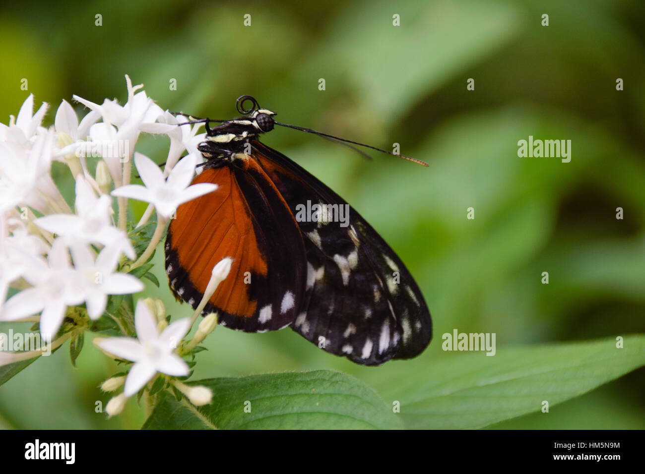 Tiger Longwing butterfly (Heliconius hecale) on a white flower in Guanacaste region of Costa Rica Stock Photo