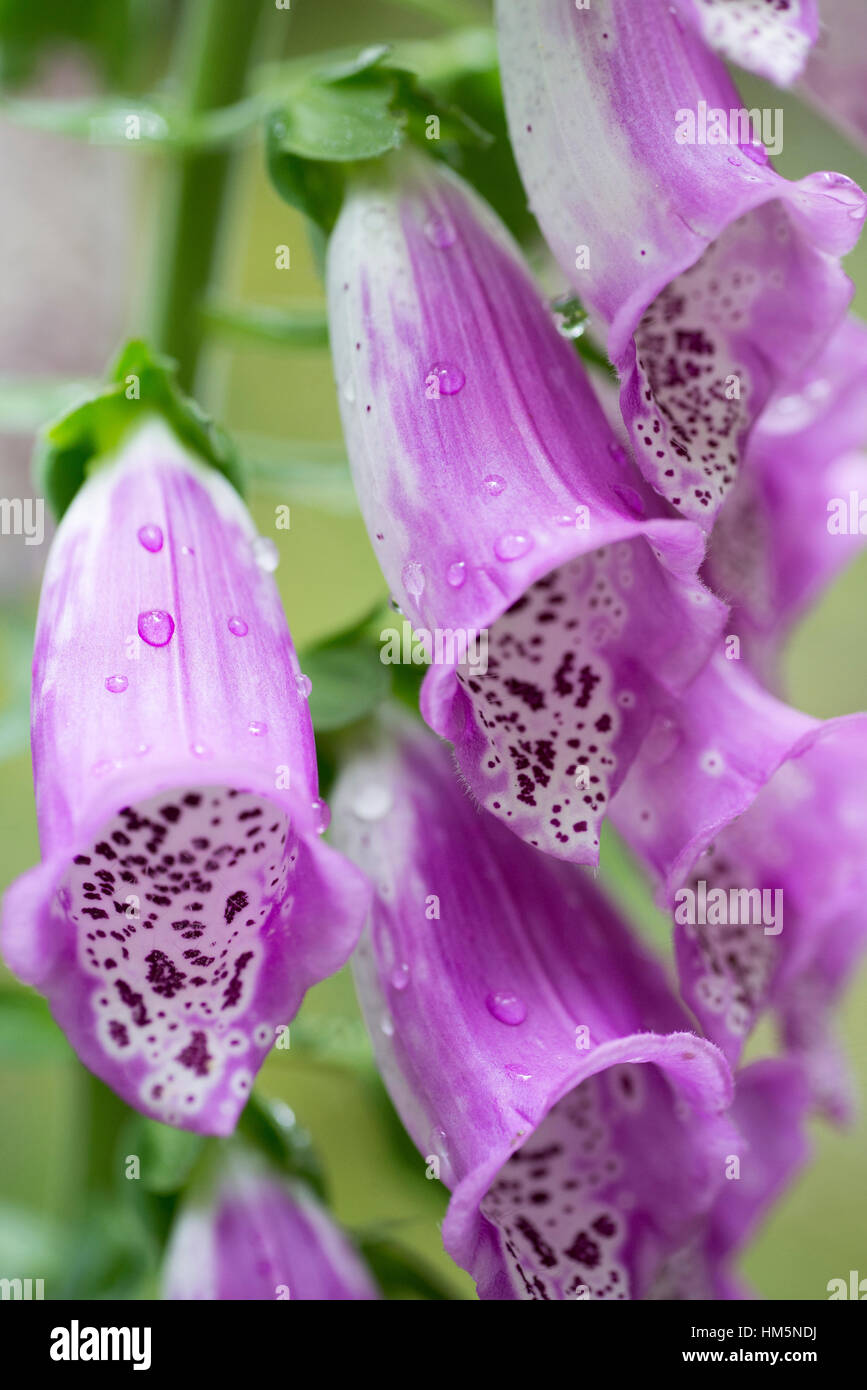 Close-up of pink foxgloves Stock Photo