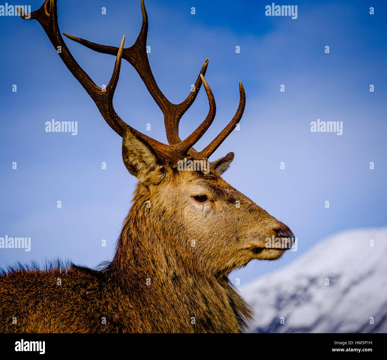 Red Deer in Glen Etive, Highlands of Scotland in winter Stock Photo