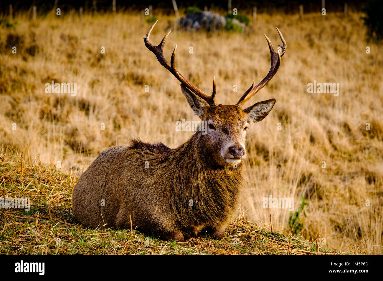 red-deer-stag-in-glen-etive-highlands-of-scotland-in-winter-stock