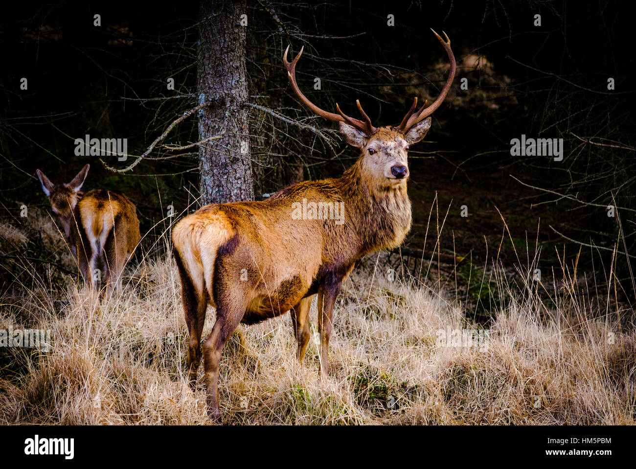 Red Deer Stag in Glen Etive Forest, Highlands of  Scotland in winter Stock Photo