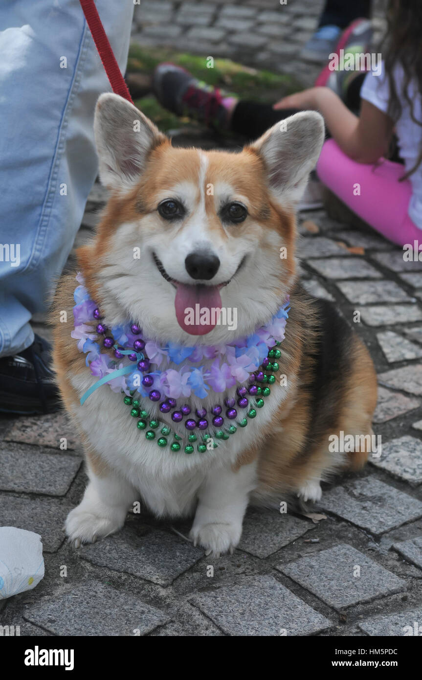 New Orleans, Louisiana, USA: Krewe of Barkus parade for dogs in French Quarter. Stock Photo