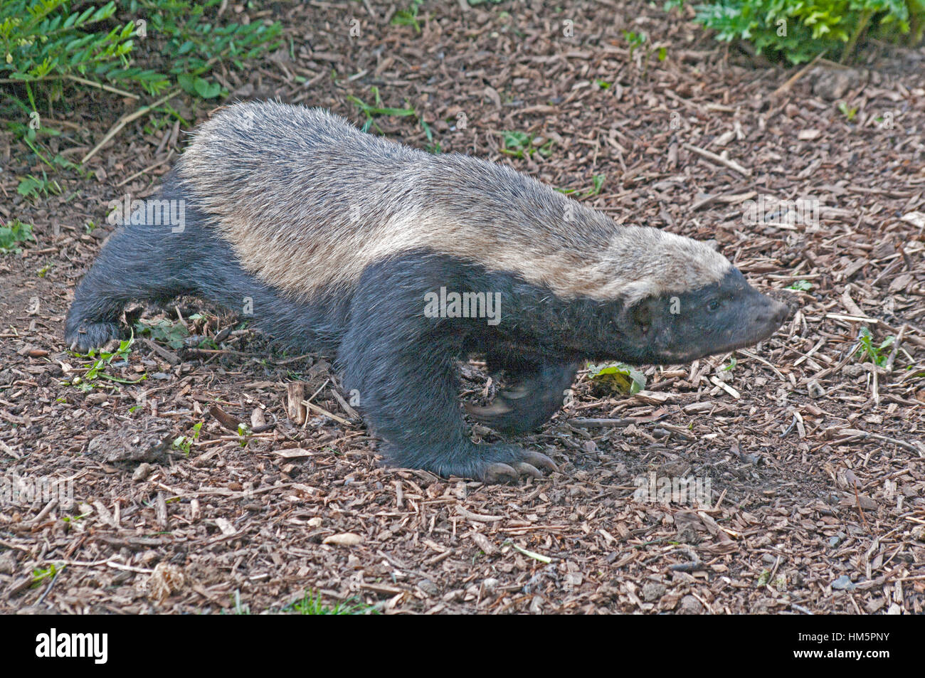 Honey Badger Mellivora Capensis Africa Zoo Captive Stock Photo Alamy