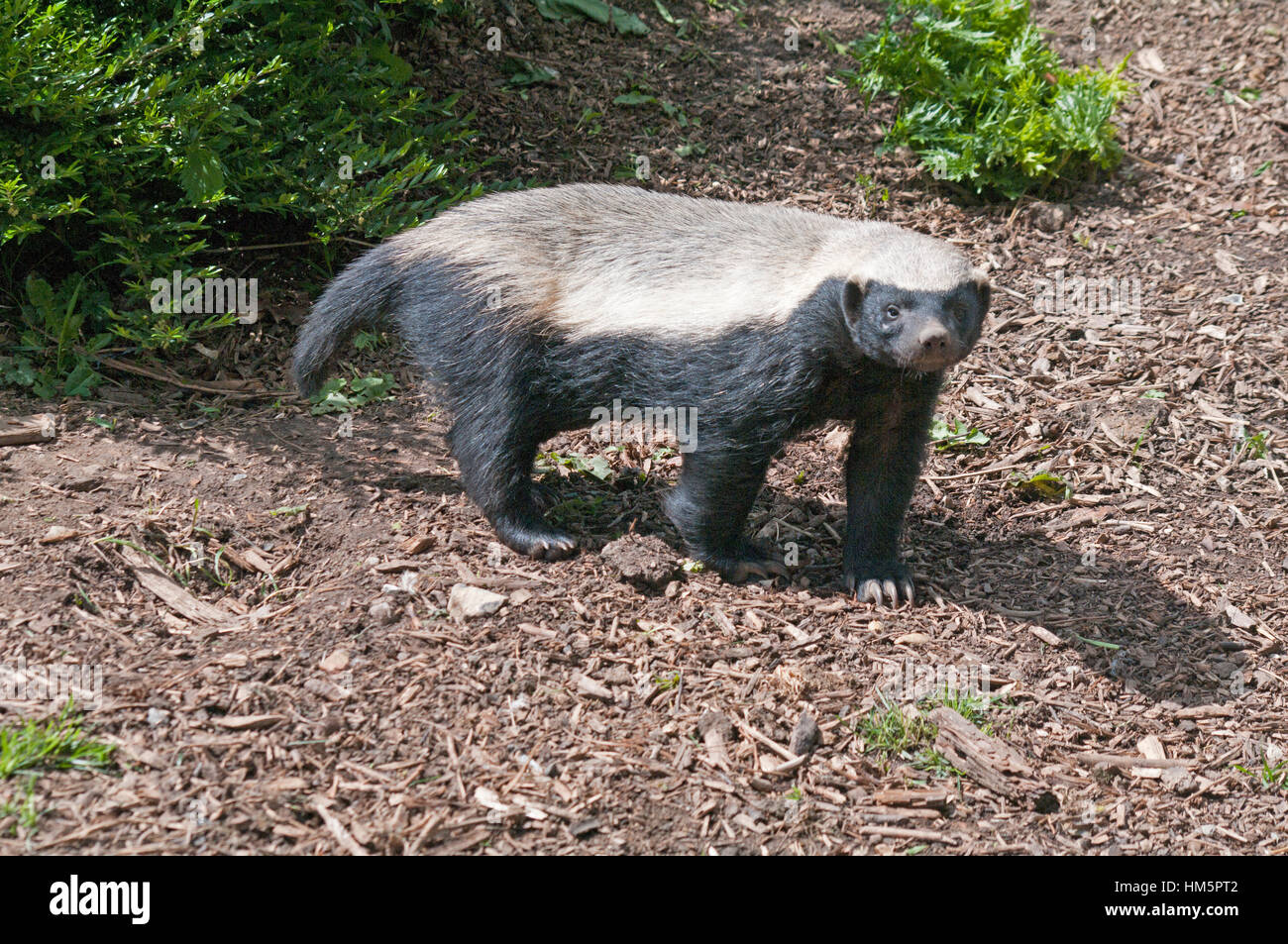 Honey Badger, or Ratel, Mellivora Capensis, Africa, Howletts Zoo, Kent