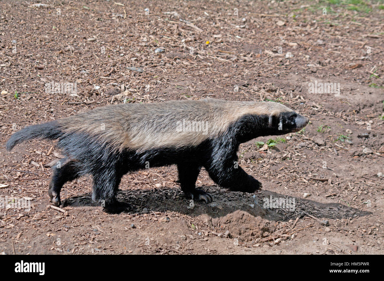 Honey Badger Zoo At Barbara Padgett Blog