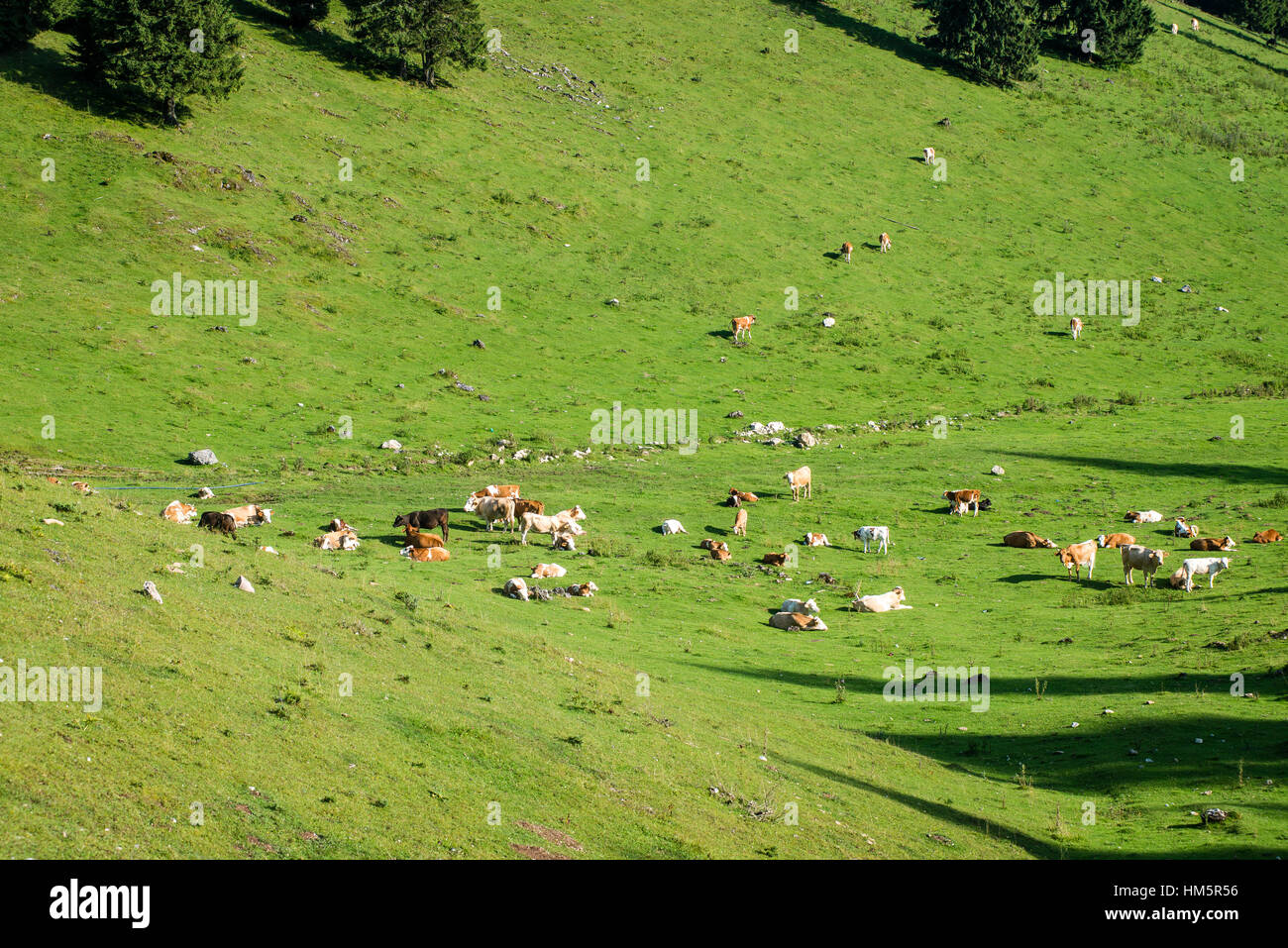 Herd of cows grazing in mountain meadow in Romania Stock Photo - Alamy