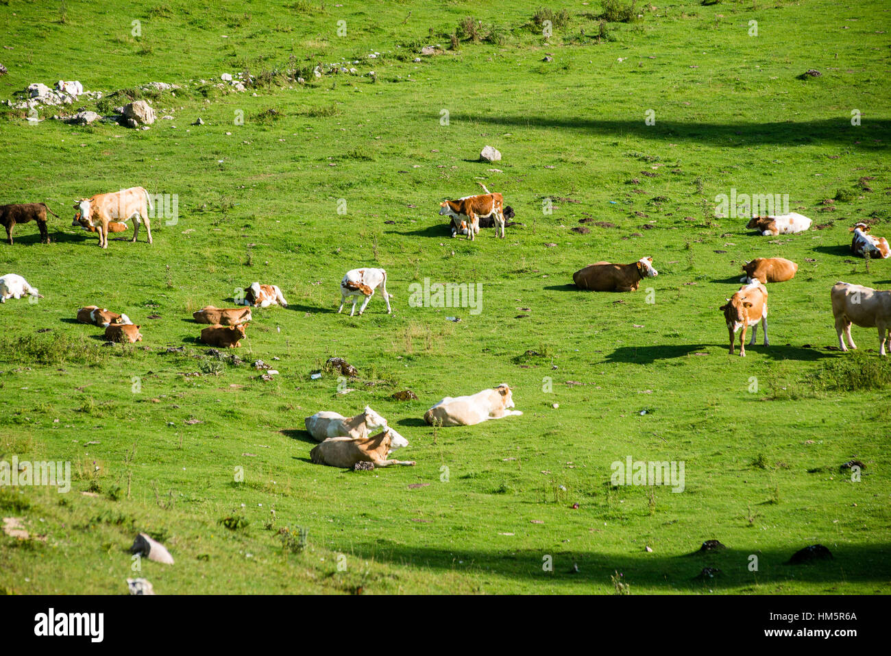 Herd of cows grazing in mountain meadow in Romania Stock Photo - Alamy