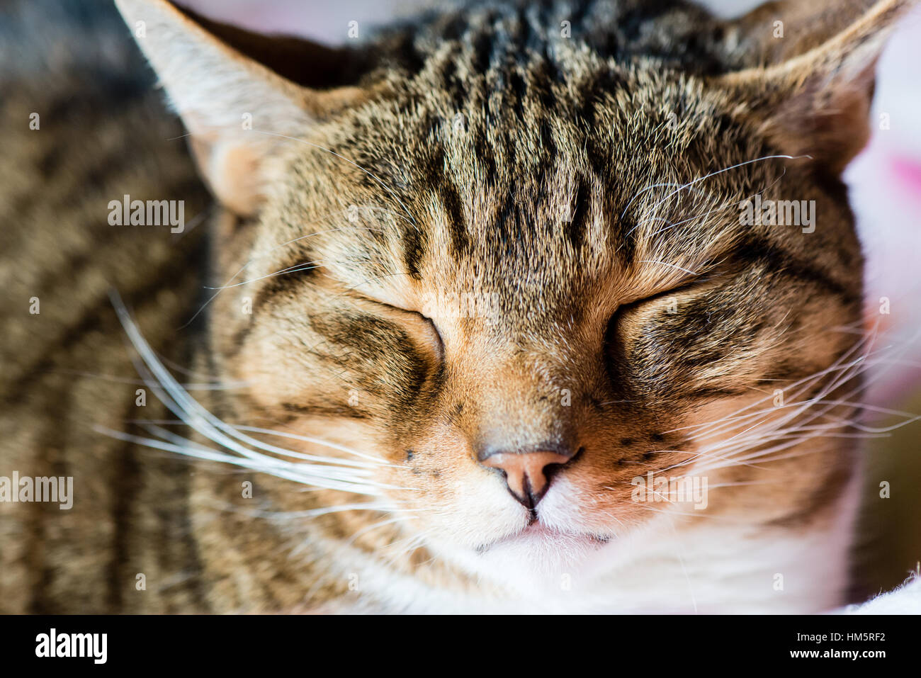 domestic cat sleeping close-up shot Stock Photo - Alamy