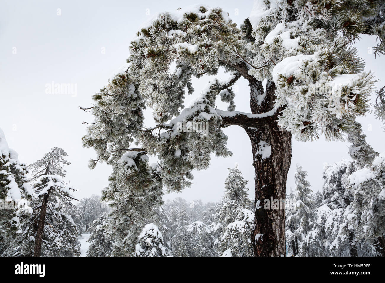 Snow in the Troodos Mountains, Cyprus Stock Photo